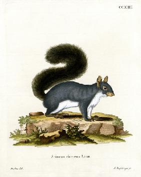 Eastern Gray Squirrel