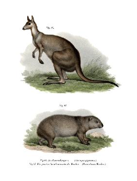 Eastern Grey Kangaroo 1860