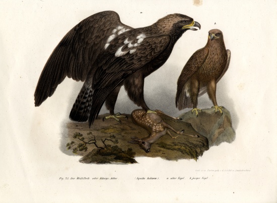 Eastern Imperial Eagle von German School, (19th century)