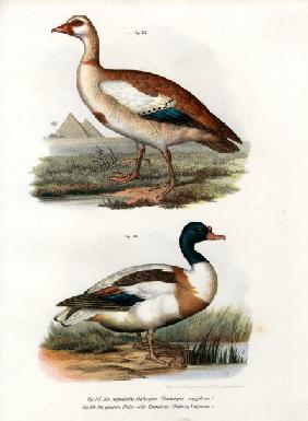 Egyptian Goose 1864