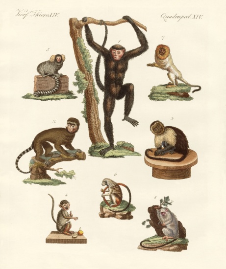 Eight kinds of monkeys von German School, (19th century)