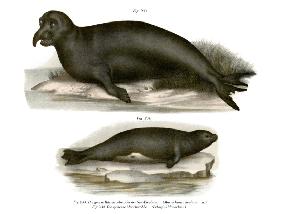 Elephant Seal 1860
