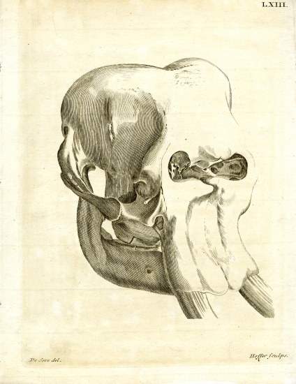 Elephant Skull von German School, (19th century)