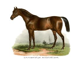 English Thoroughbred Horse 1860