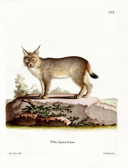 Eurasian Lynx von German School, (19th century)