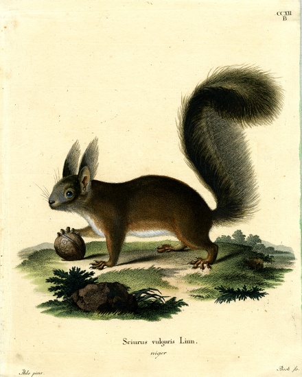 Eurasian Red Squirrel von German School, (19th century)