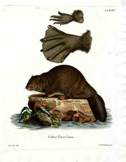European Beaver von German School, (19th century)