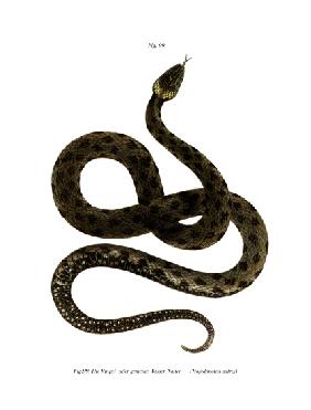 European Grass Snake