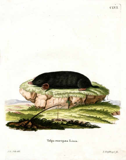 European Mole von German School, (19th century)