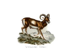 European Mouflon 1860