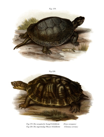 European Pond Turtle von German School, (19th century)