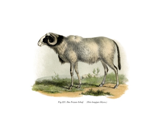 Fezzan-Sheep von German School, (19th century)