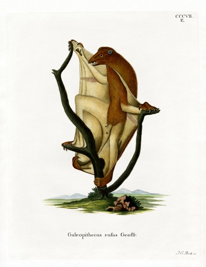 Flying Lemur von German School, (19th century)