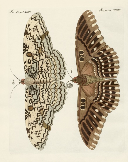 Foreign butterflies von German School, (19th century)