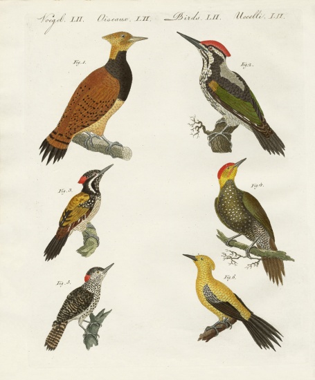 Foreign wookpeckers von German School, (19th century)