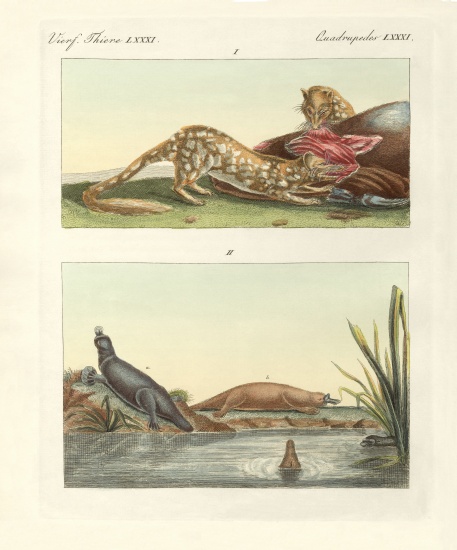Four-footed animals of Australia von German School, (19th century)