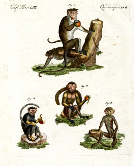Four kinds of monkey von German School, (19th century)