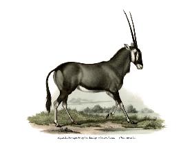 Gemsbok 1860