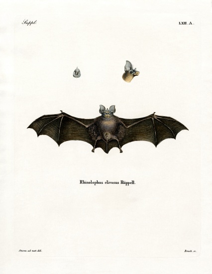 Geoffroy's Horseshoe Bat von German School, (19th century)