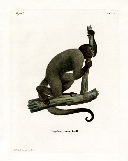 Geoffroy's Woolly Monkey von German School, (19th century)