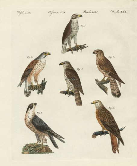 German birds of prey von German School, (19th century)