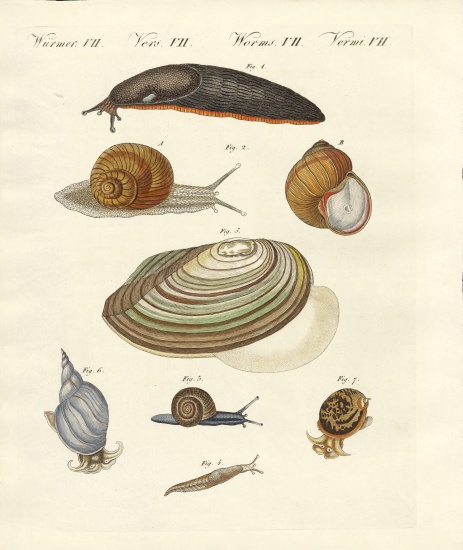 German snails von German School, (19th century)