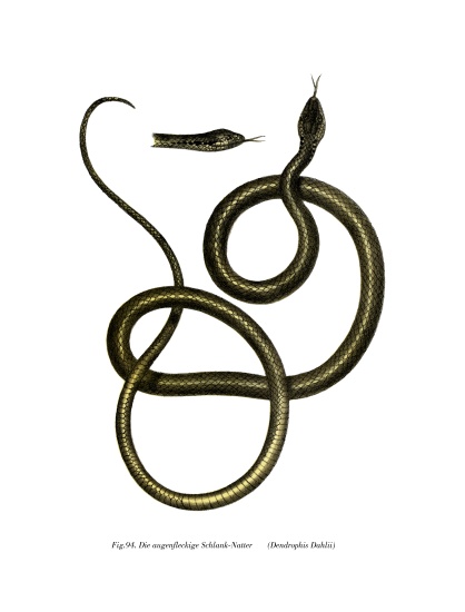 Ghamcheh Snake von German School, (19th century)