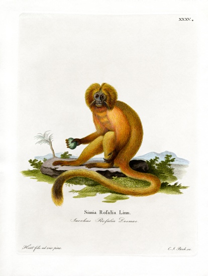 Golden Lion Tamarin von German School, (19th century)