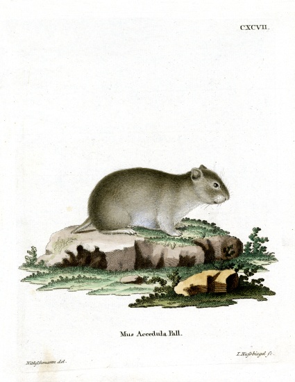 Gray Dwarf Hamster von German School, (19th century)