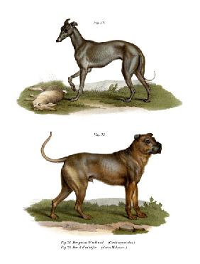 Grayhound 1860