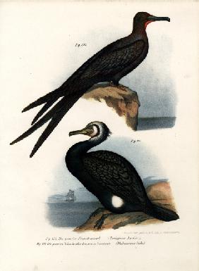 Great Frigate Bird 1864