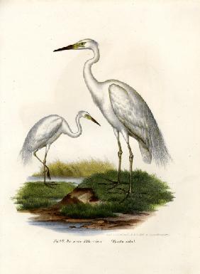 Great White Egret 1864
