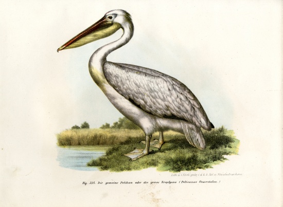 Great White Pelican von German School, (19th century)