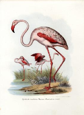 Greater Flamingo 1864