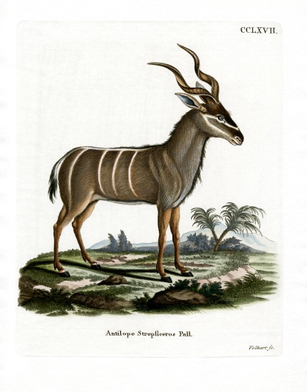 Greater Kudu von German School, (19th century)