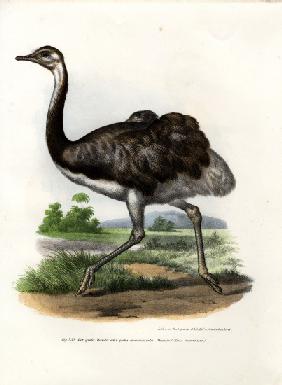 Greater Rhea 1864