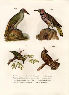 Grey-headed Woodpecker 1864
