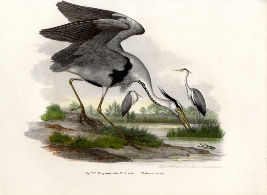 Grey Heron von German School, (19th century)