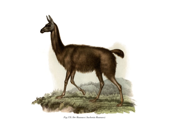 Guanaco von German School, (19th century)