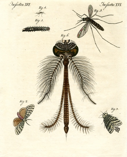 Harmful insects von German School, (19th century)