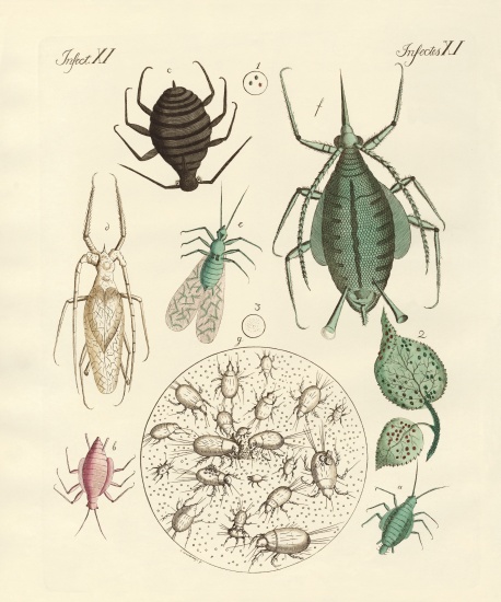 Harmful insects von German School, (19th century)