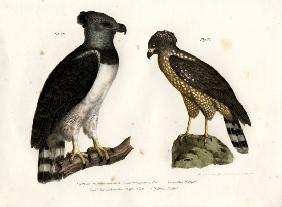 Harpy Eagle 1864