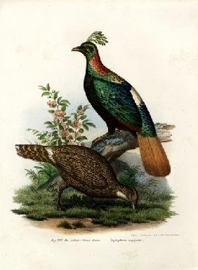 Himalayan Monal Pheasant 1864