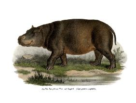 Hippopotamus 1860