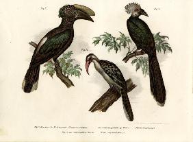 Hornbill 1864