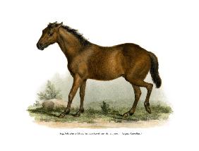Horse 1860
