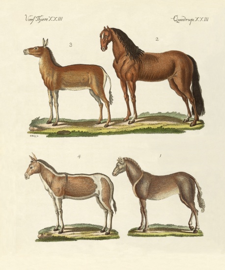 Horses and donkeys von German School, (19th century)