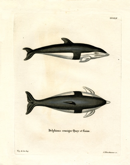Hourglass Dolphin von German School, (19th century)