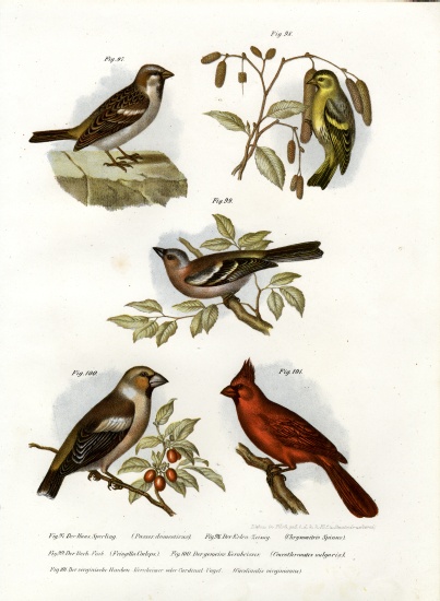 House Sparrow von German School, (19th century)