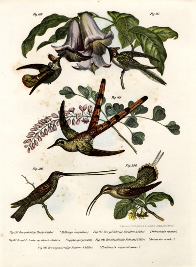 Hummingbird von German School, (19th century)